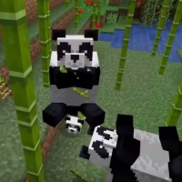 Pandas and Sugar cane
